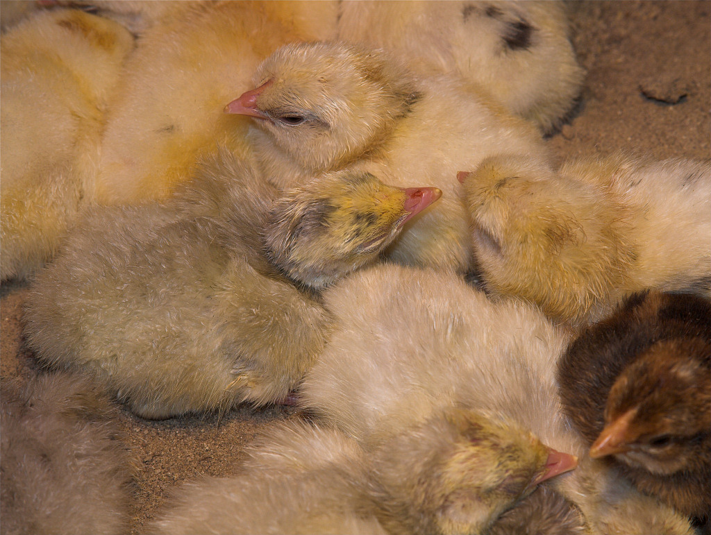 Poults and chicks