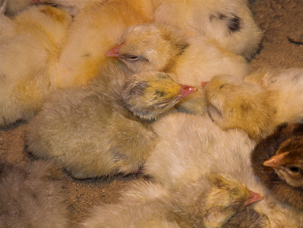Poults and chicks