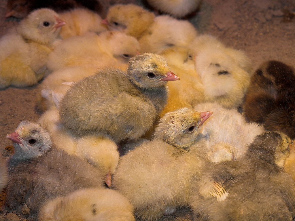 Poults and chicks