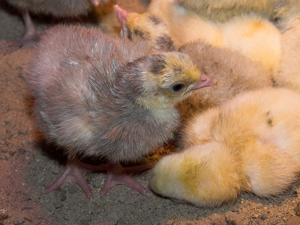 Poults and chicks