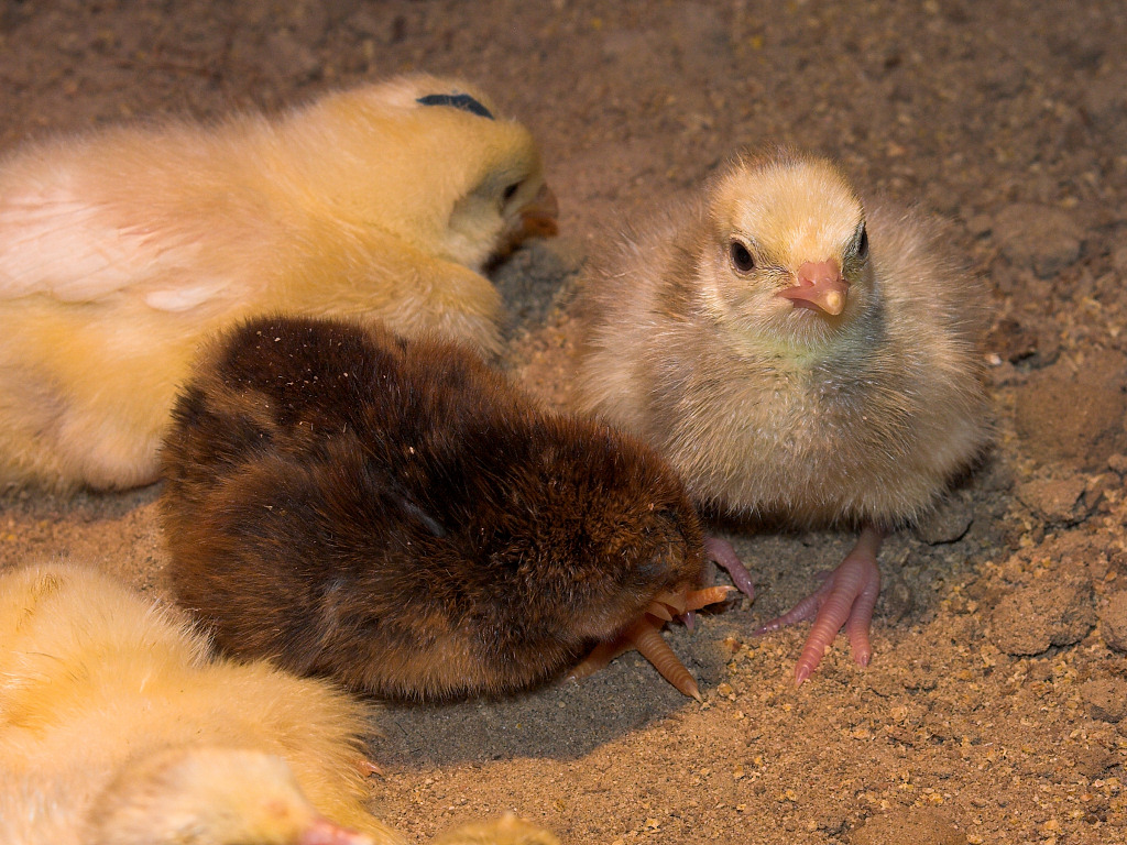 Poults and chicks