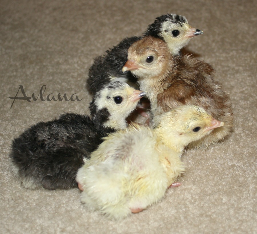 Poults