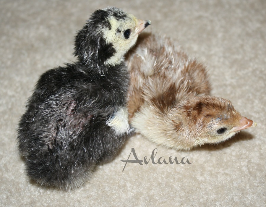 Poults