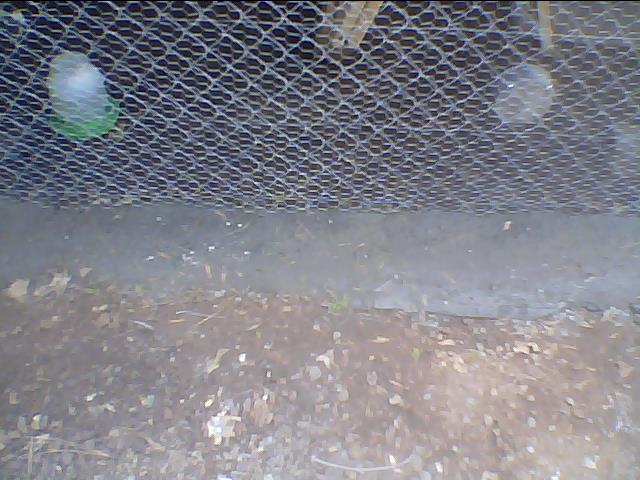 pouring cement for critters