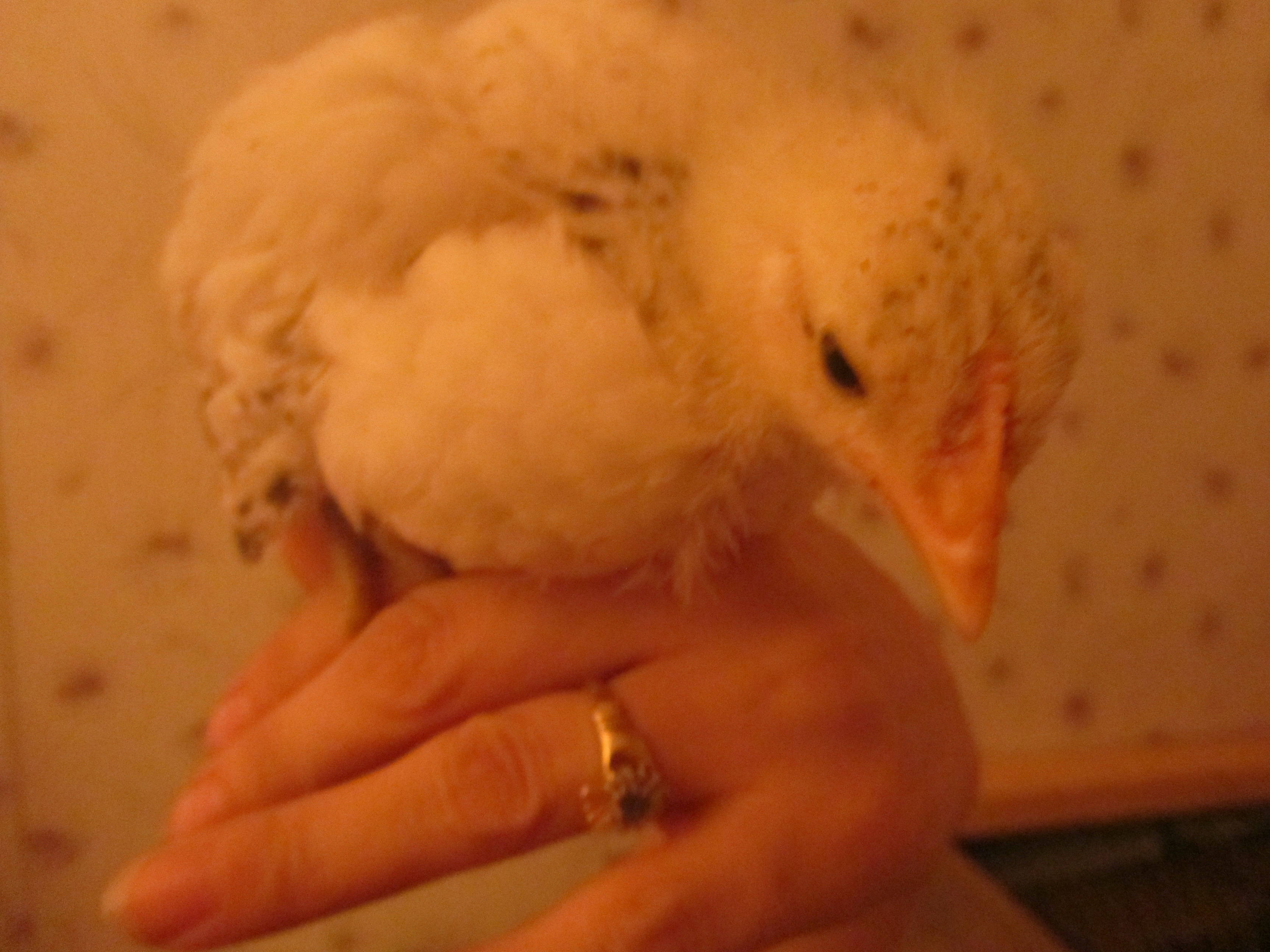 Pox - Delaware - 3 week old comb