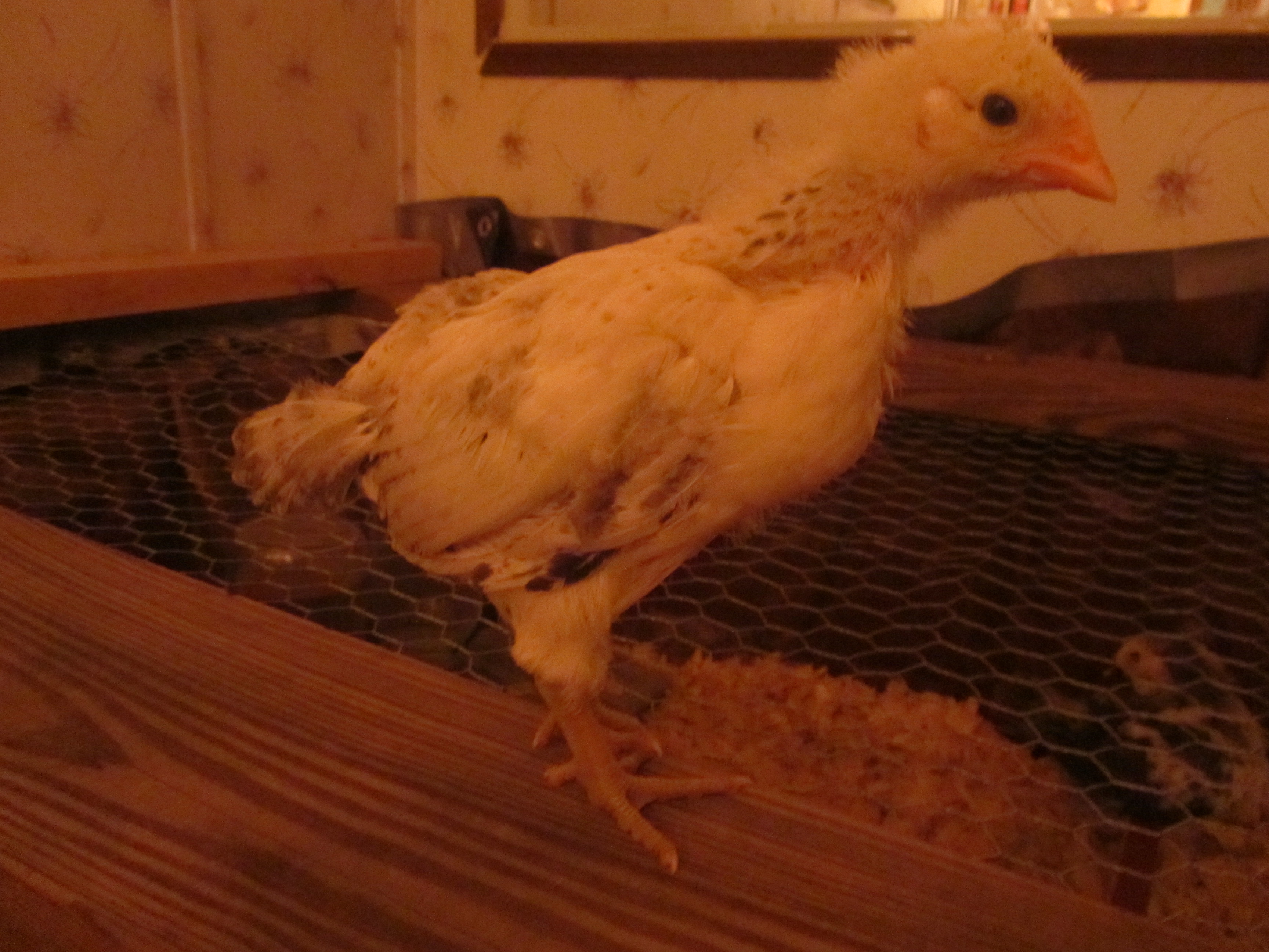 Pox - Delaware - 3 week old comb