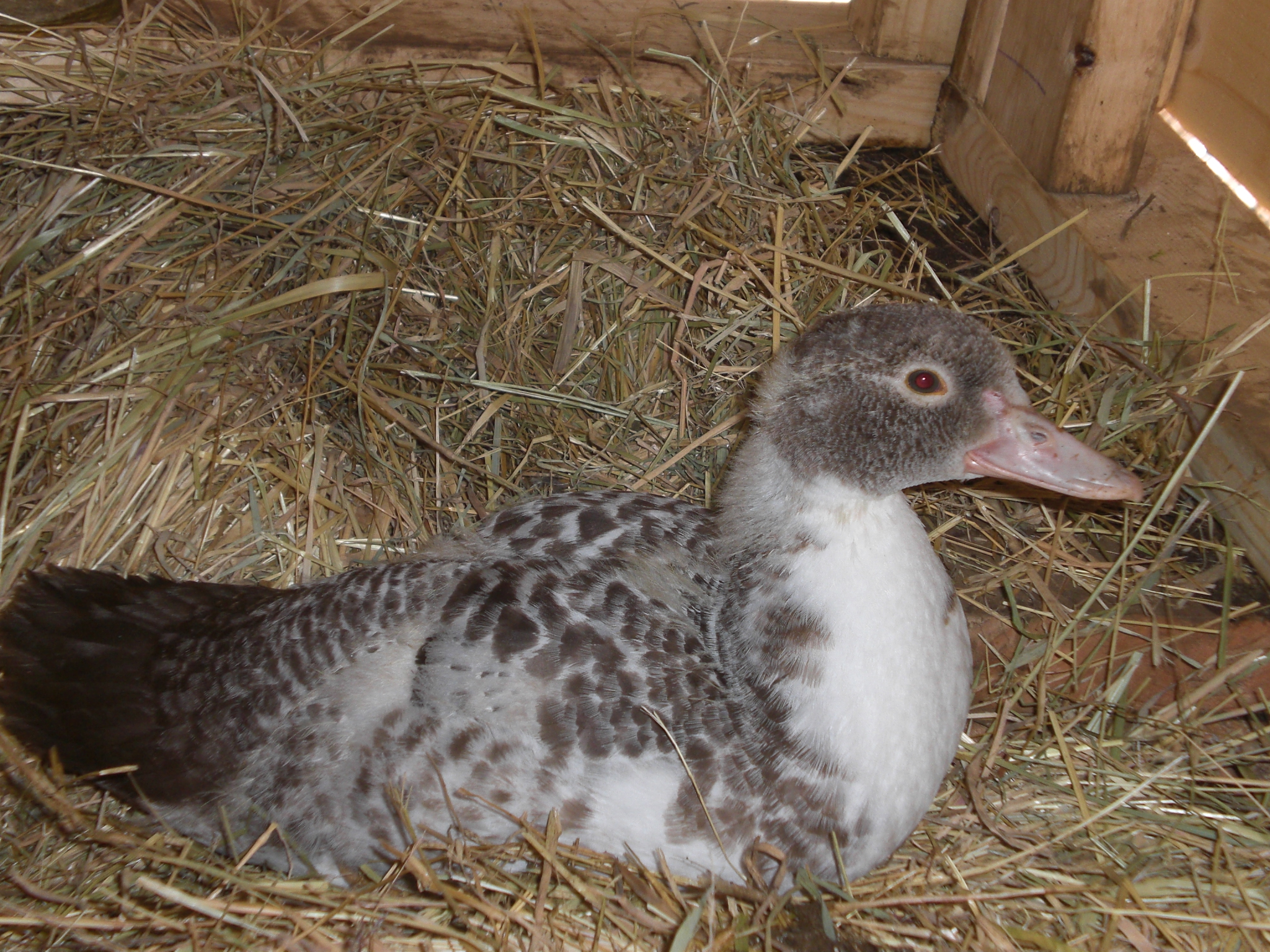 poyo my moscovy duck