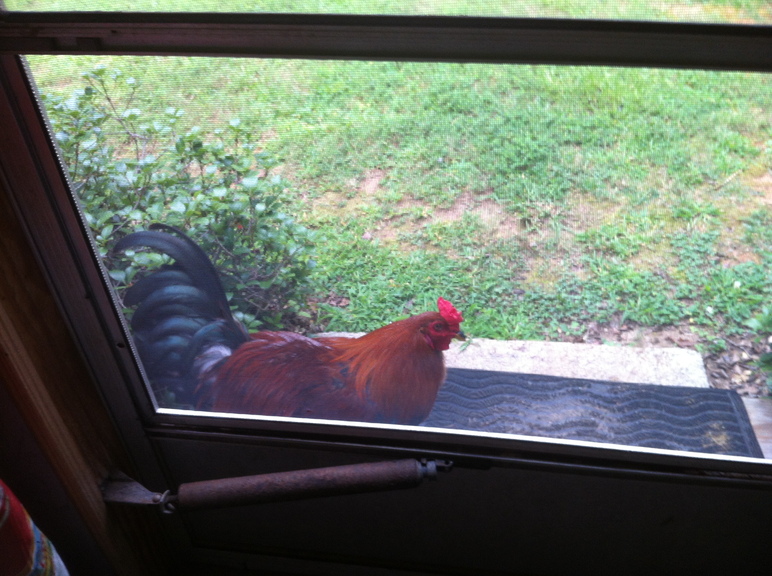 "Precious" comes out into the drive way every time he hears my car pull in.
