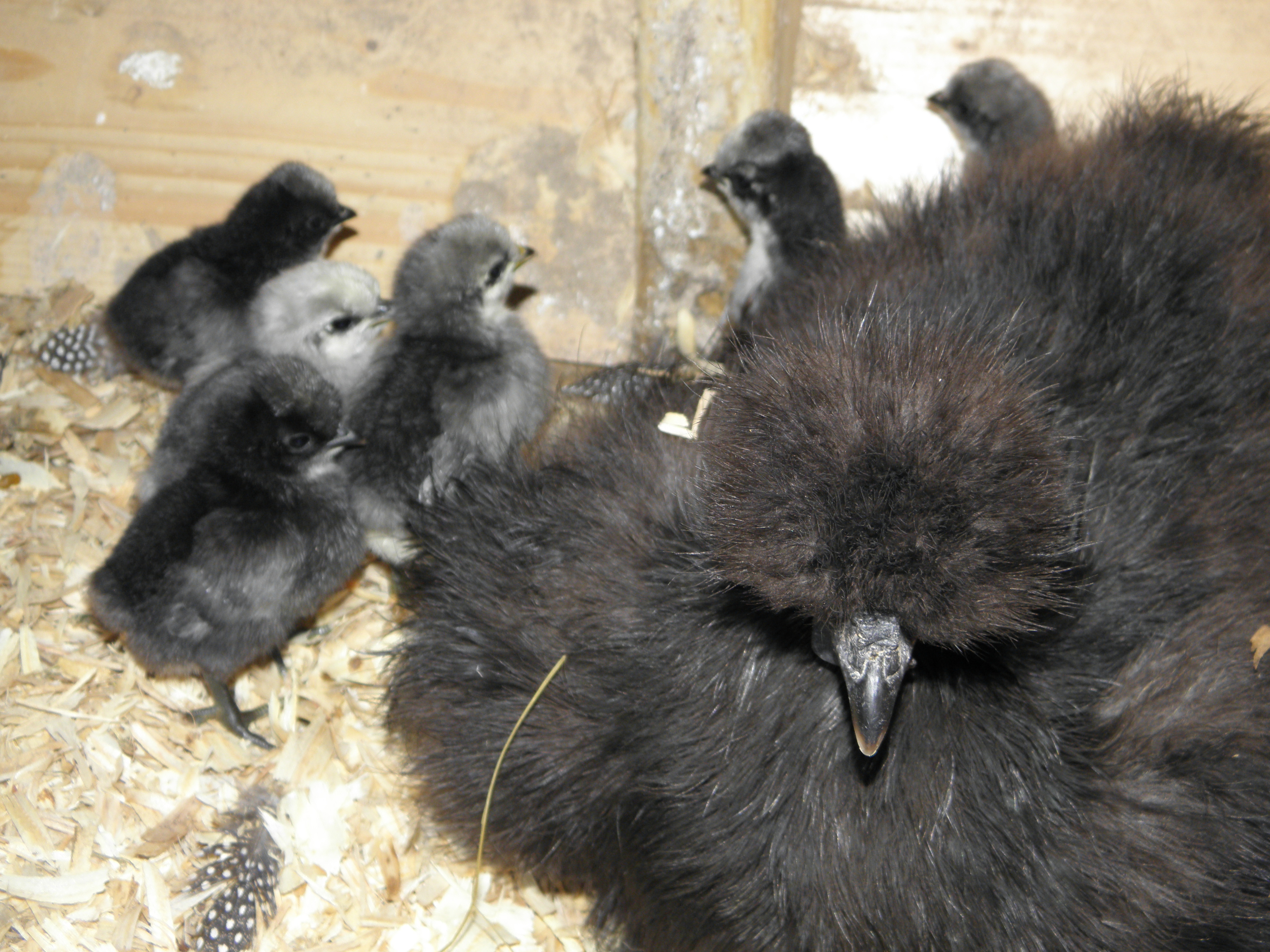 Precious little babies!