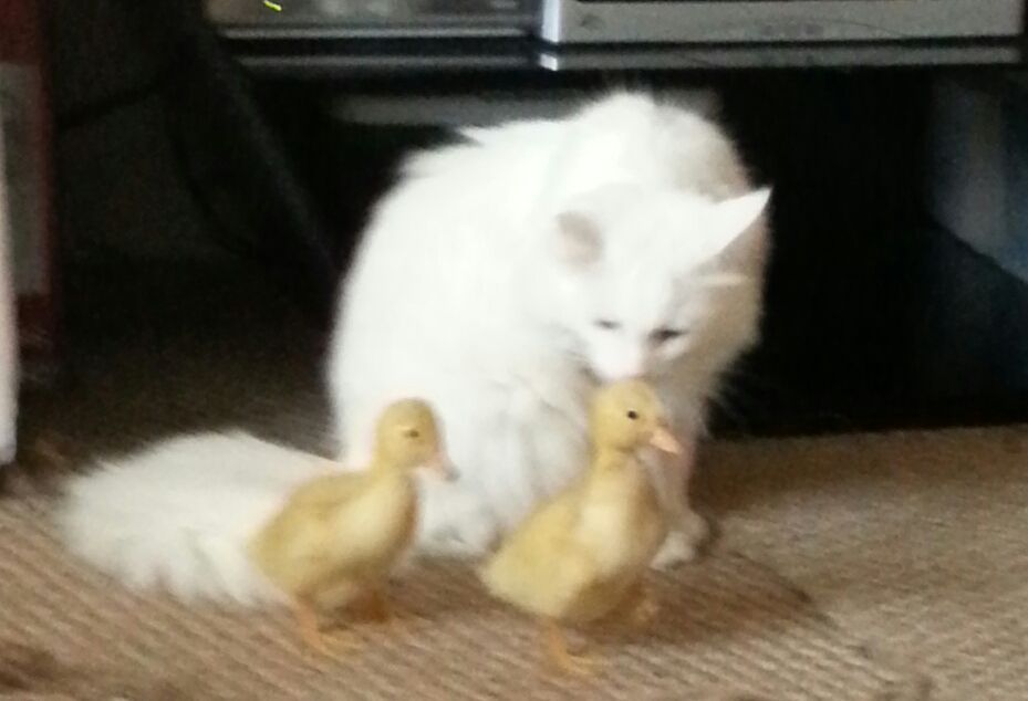 precious playing surrogate mother