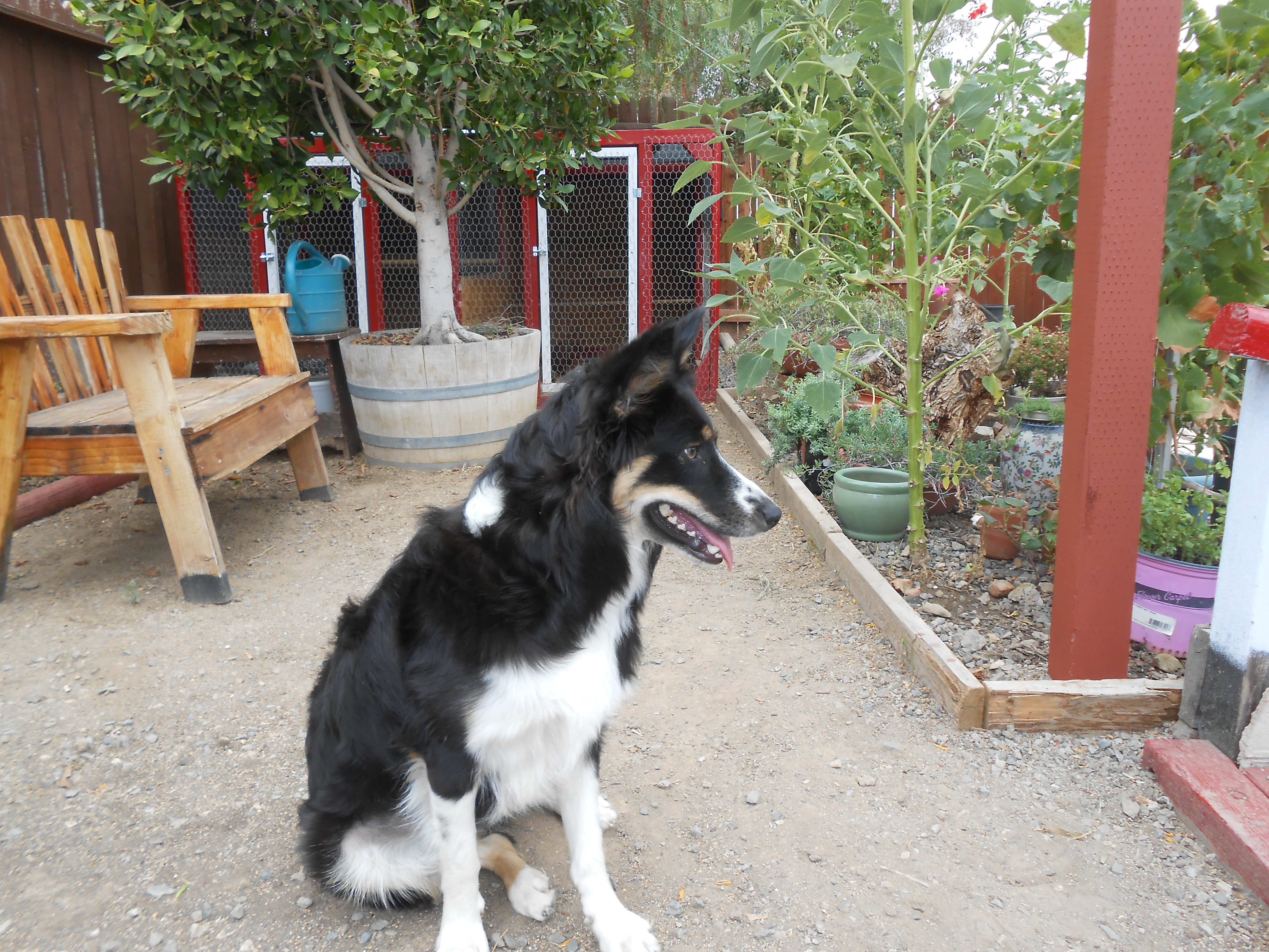 predator defense system :)