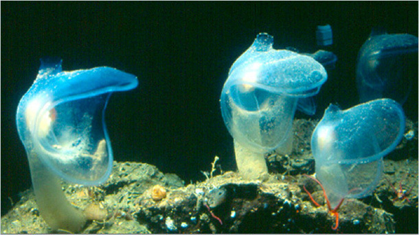 preditory tunicate
