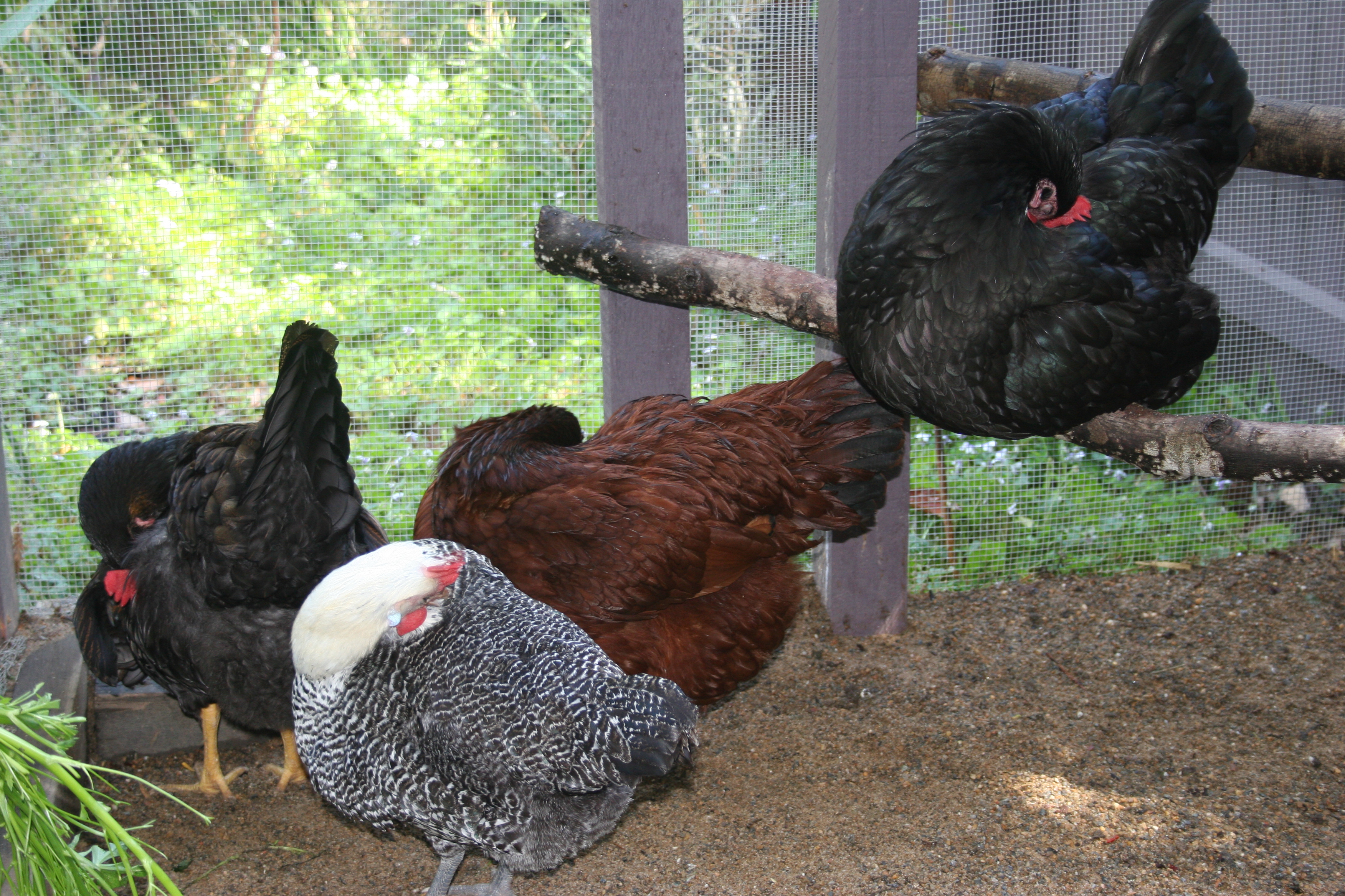 Preening after getting wet under the mister