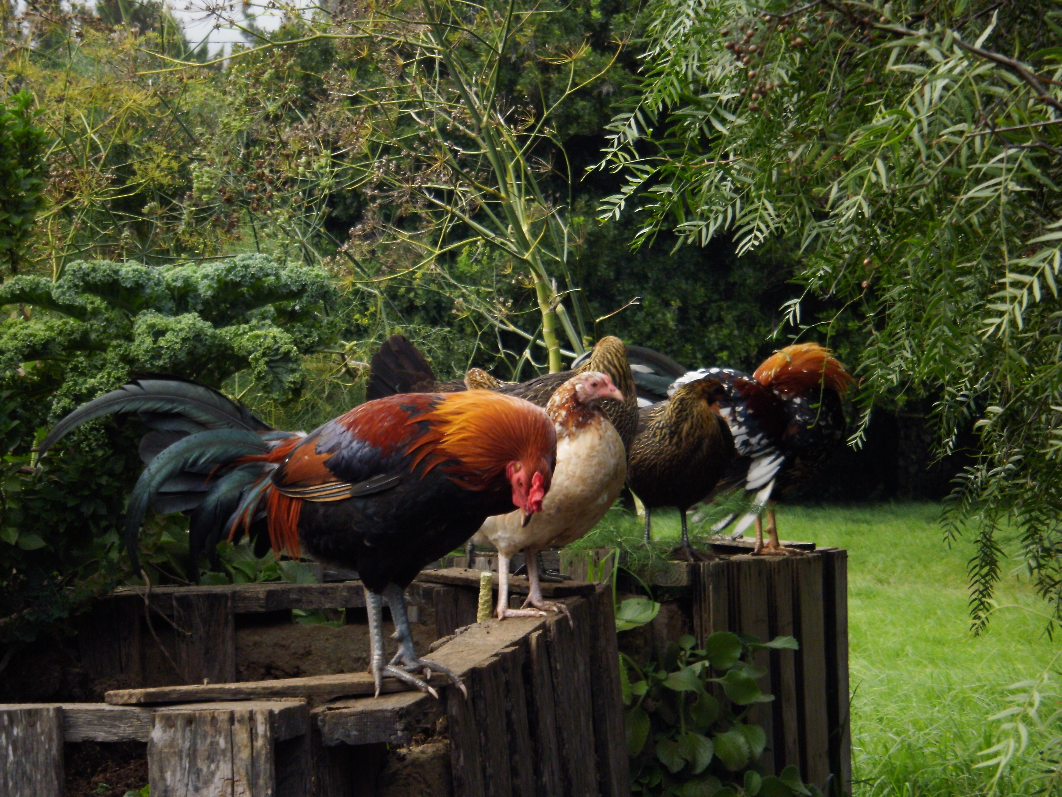 Preening before dusk