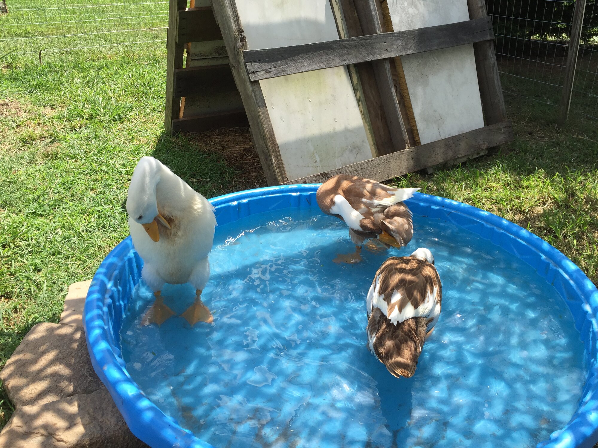 Preening time