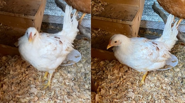 Preening_Gallina.jpeg