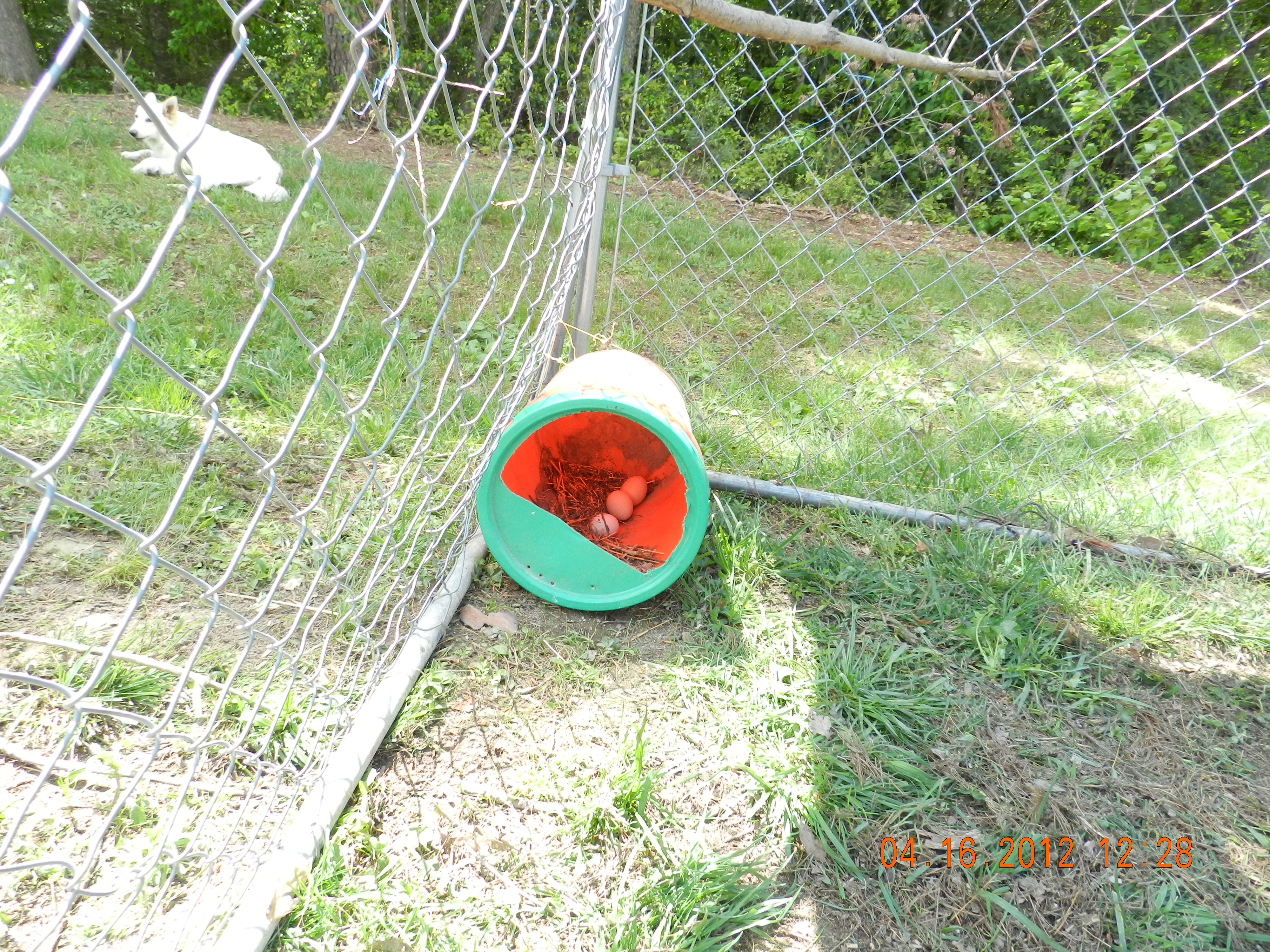 preferred laying 'box'