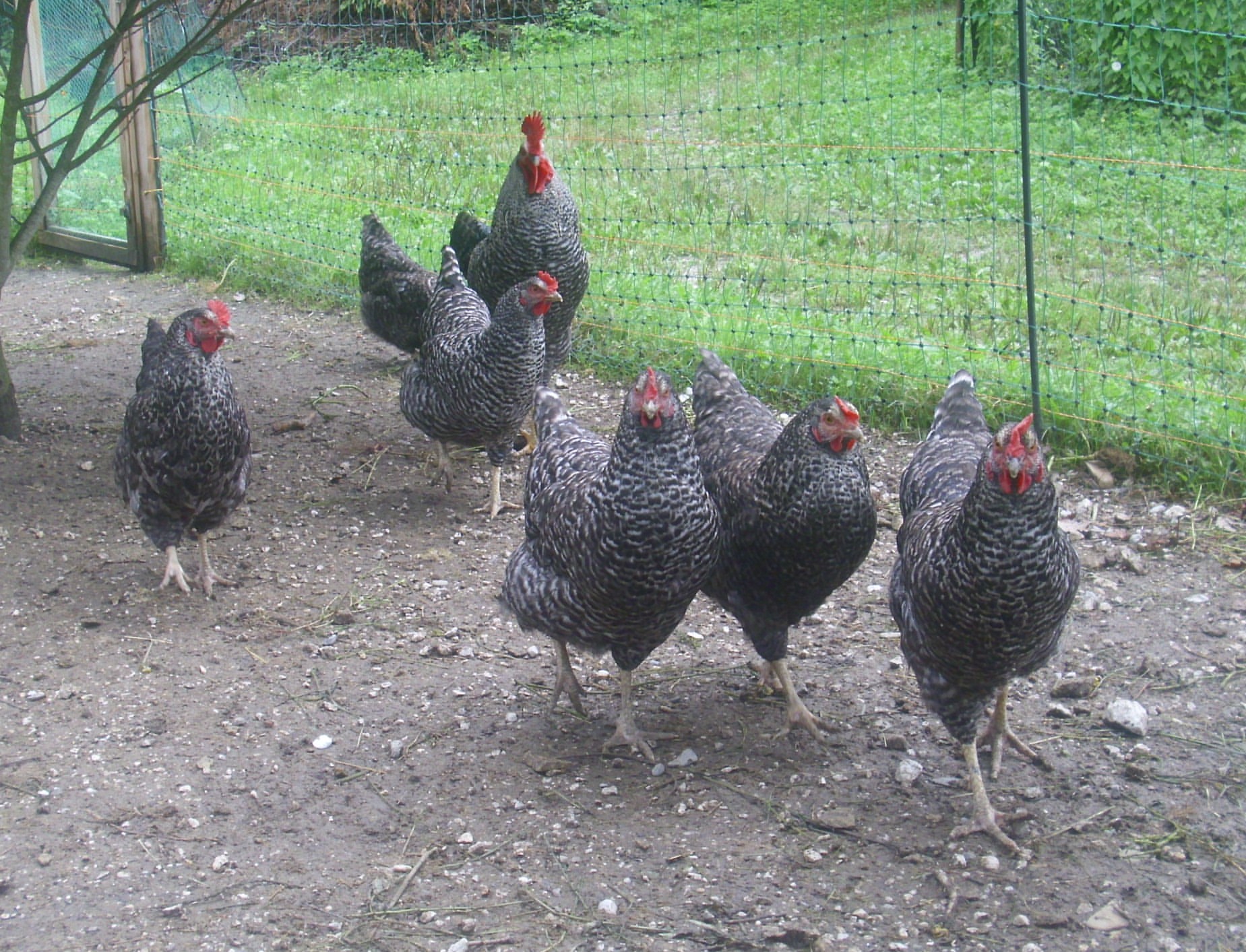 prelux G chickens