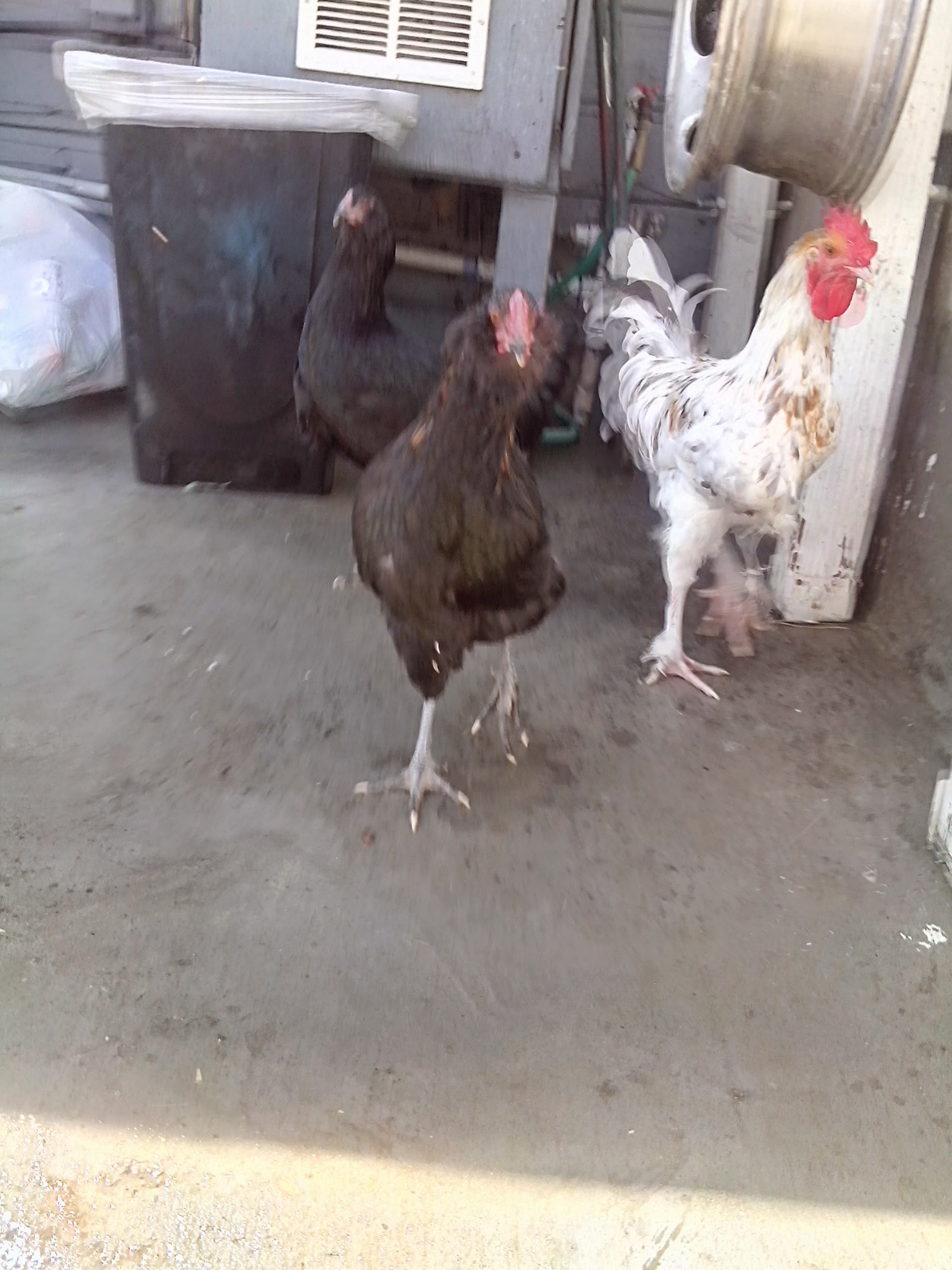 President Rooster & Billy.....