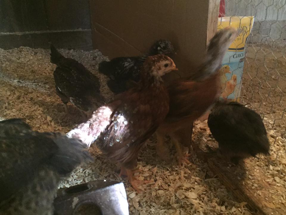 Presumed Rhode Island Red - 4 weeks