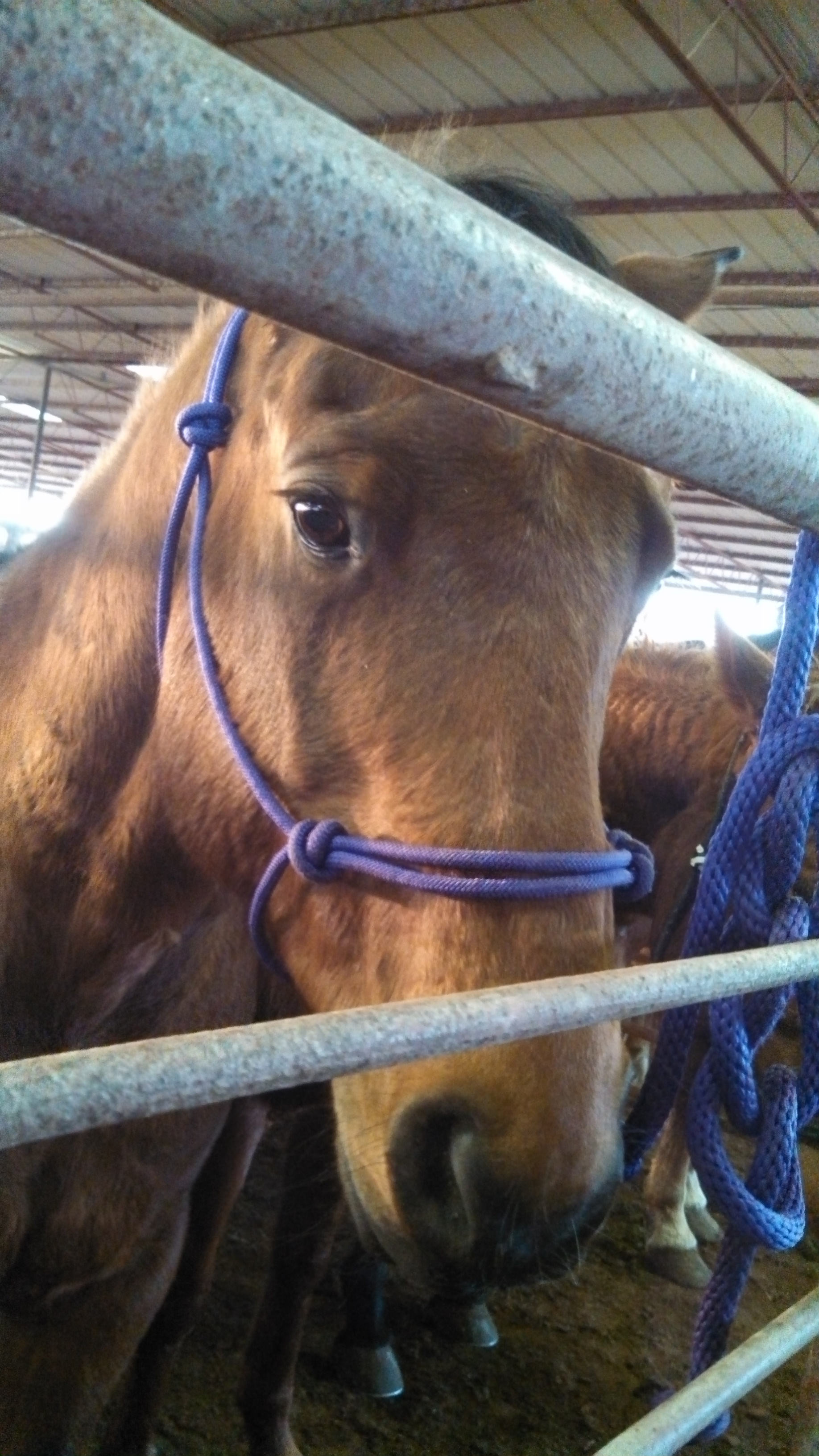 Pretty auction horse