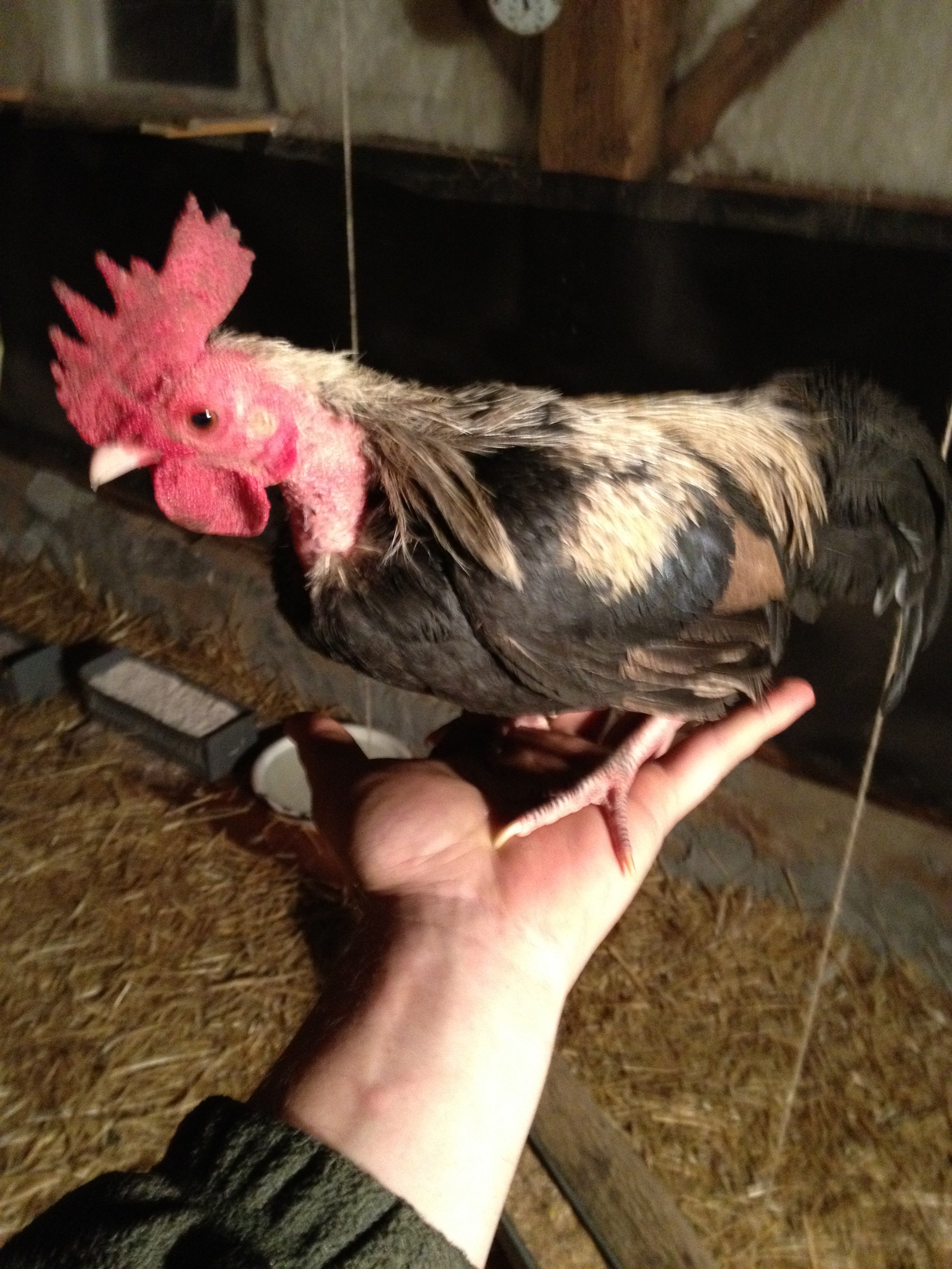 Pretty Boy Floyd, one of 2 SD OEGb roos I have left.  His favorite place in the world to be is perched on the top of my head-crowing!