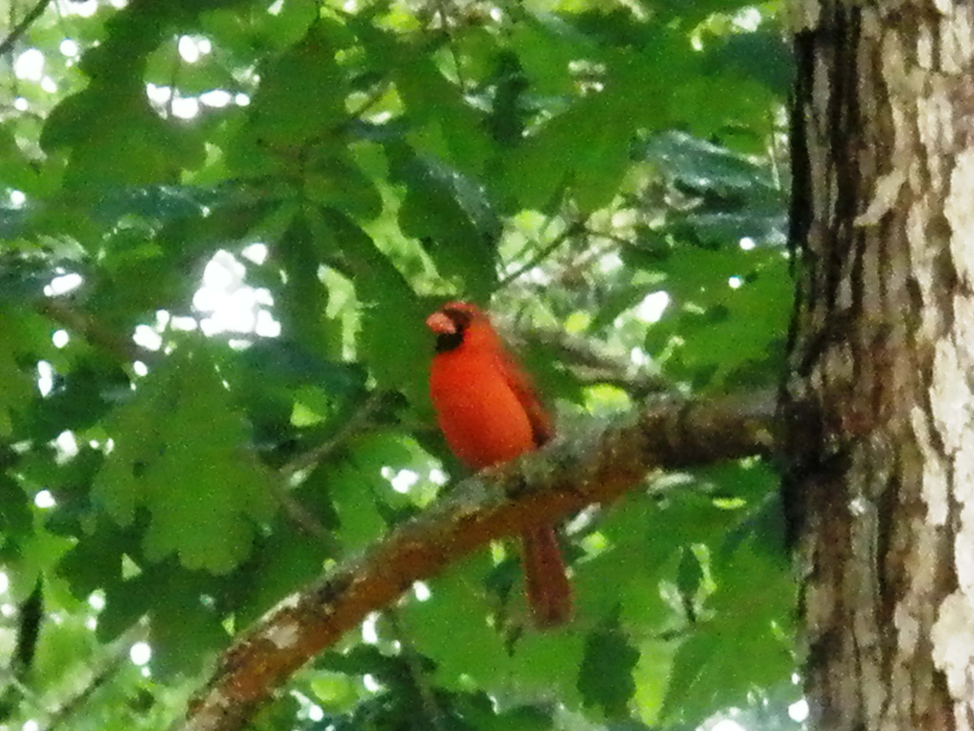 Pretty cardinal
