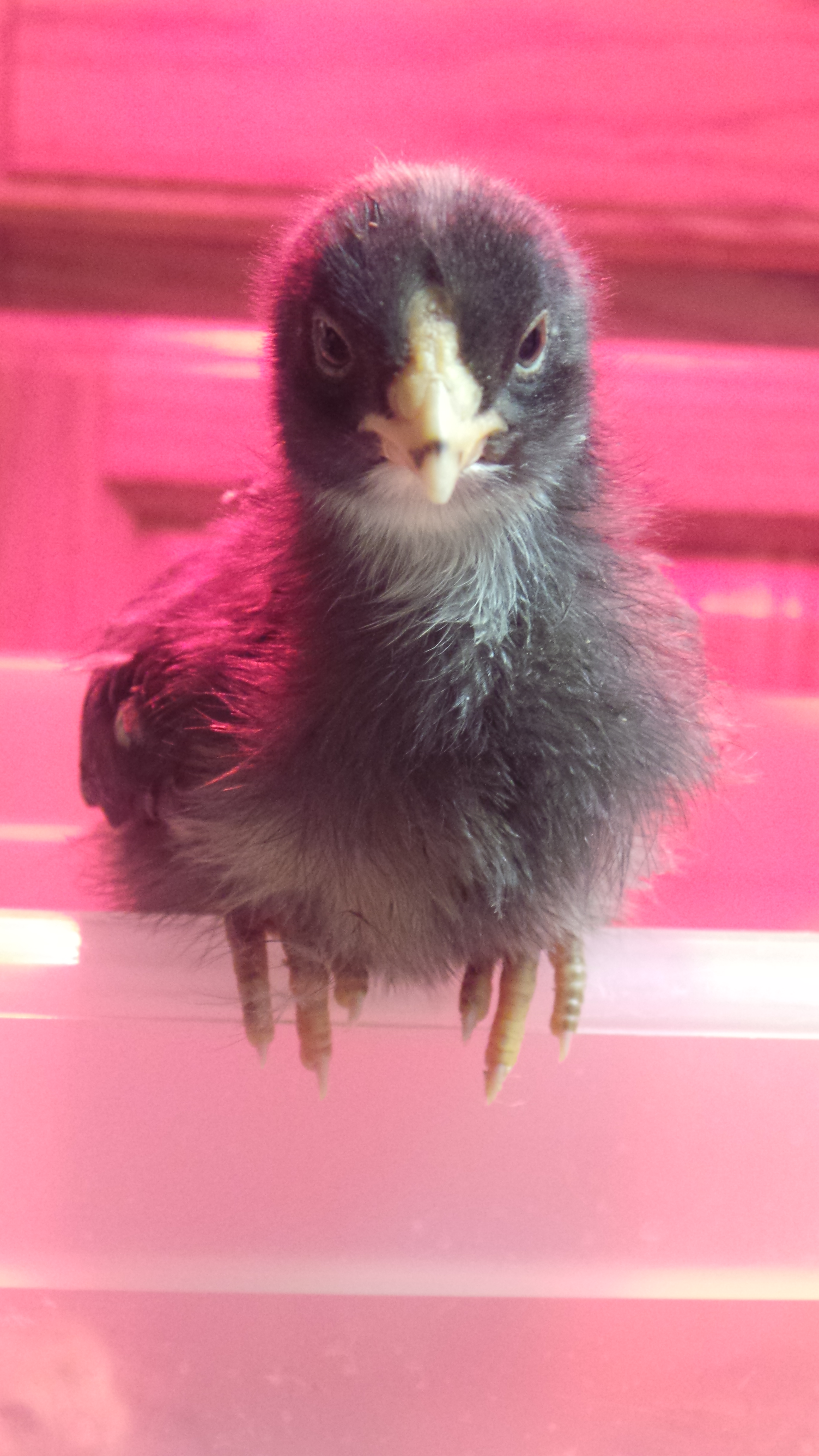 Pretty Daisy, (R.I.P:Hawk)