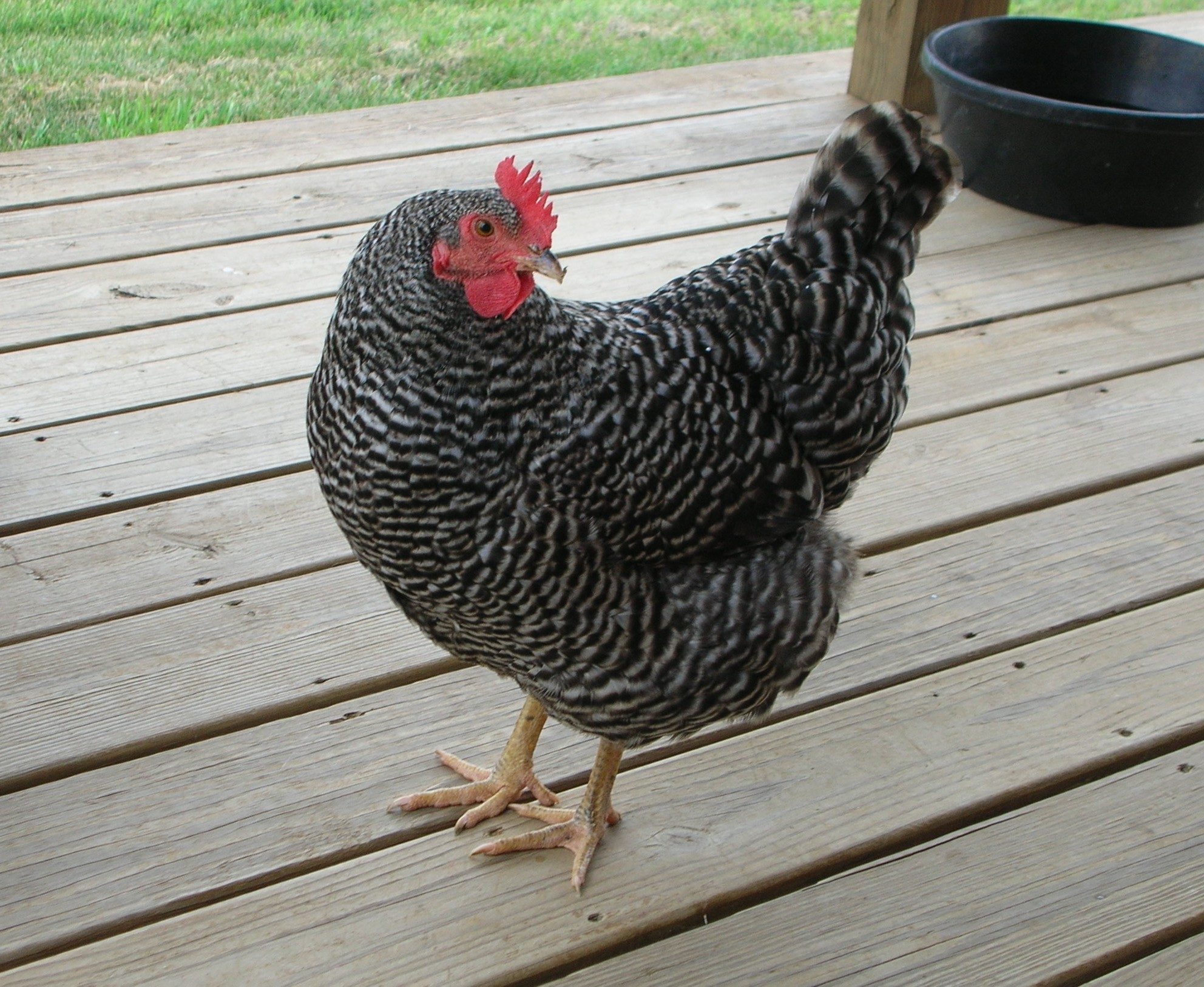 Pretty Dixie...