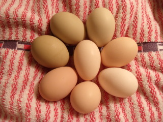 Pretty Eggs