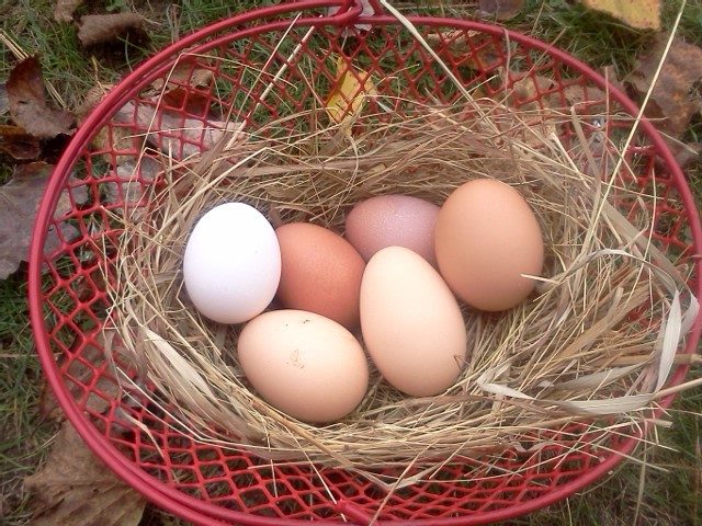 Pretty eggs