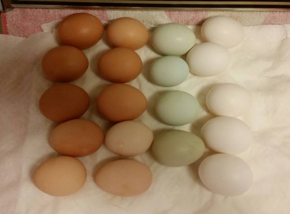 pretty eggs