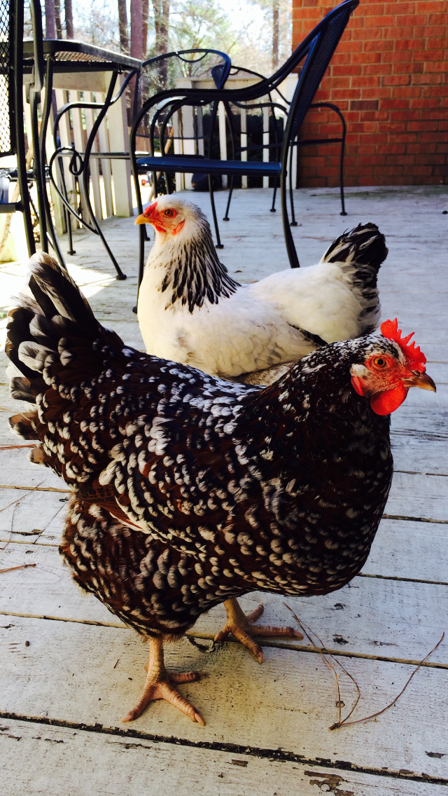Pretty ladies, nice contrast. Both are mixed breeds.