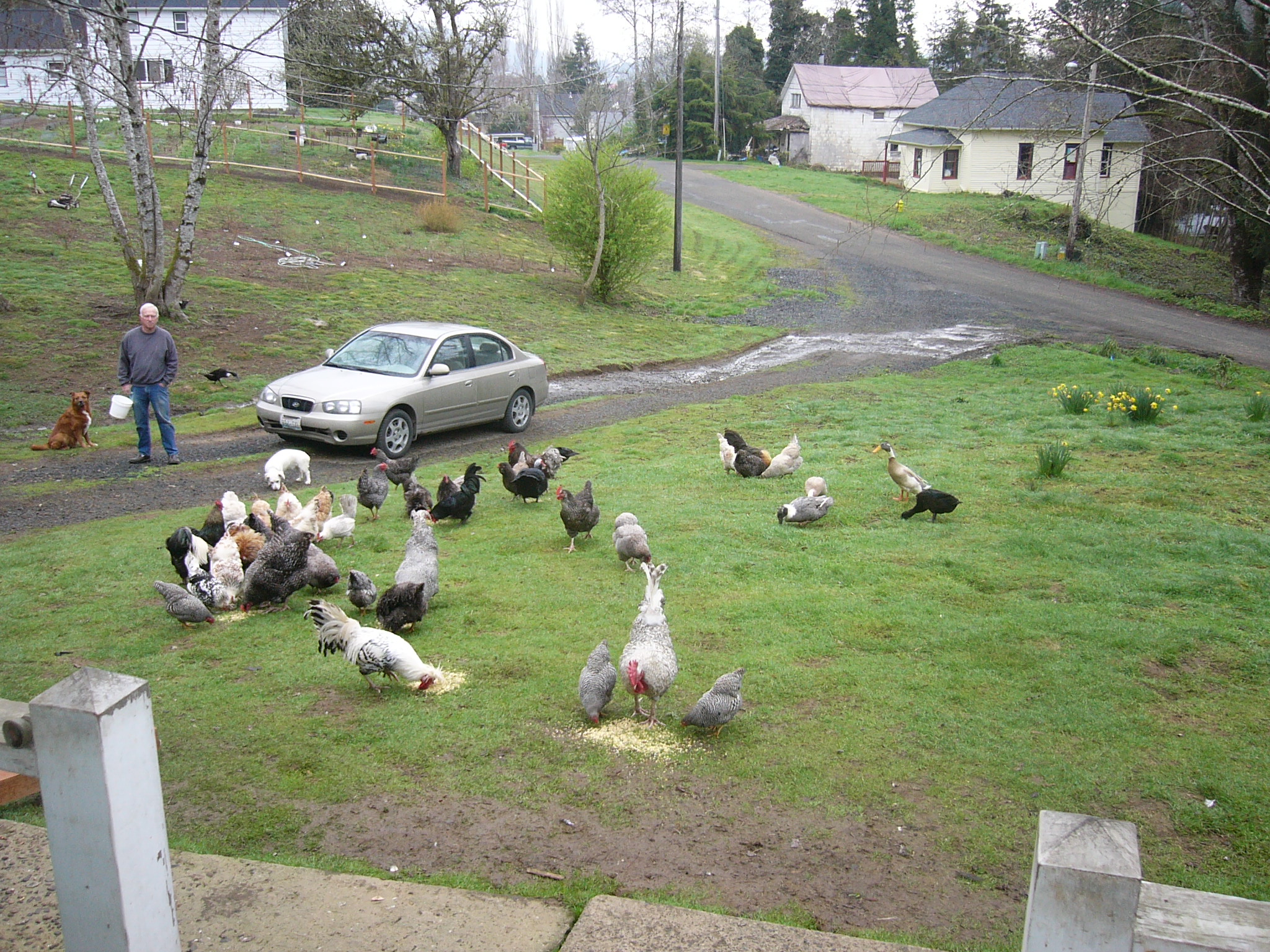 Pretty lawn ornaments