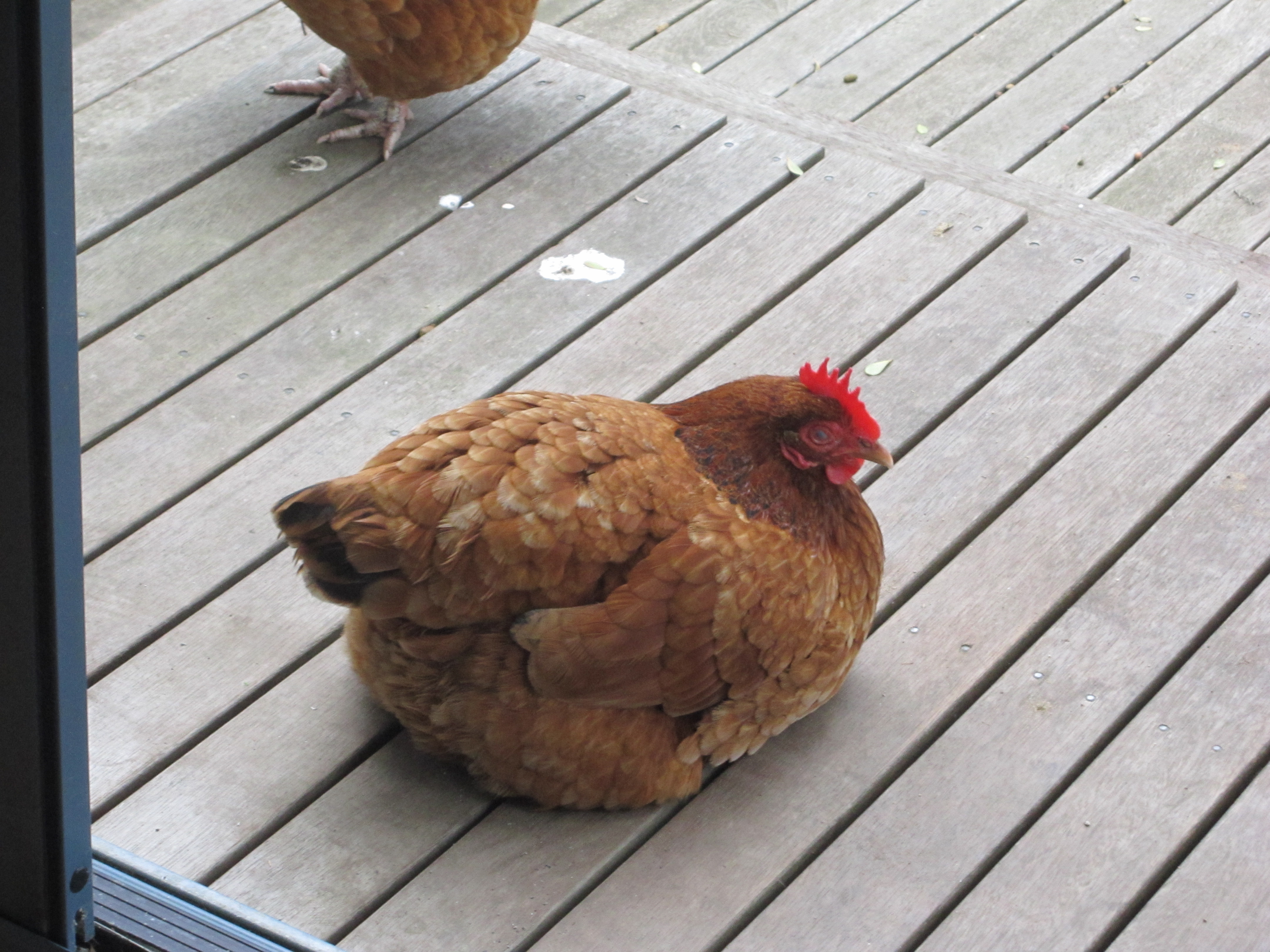 Pretty little red Hen Gin Gin.