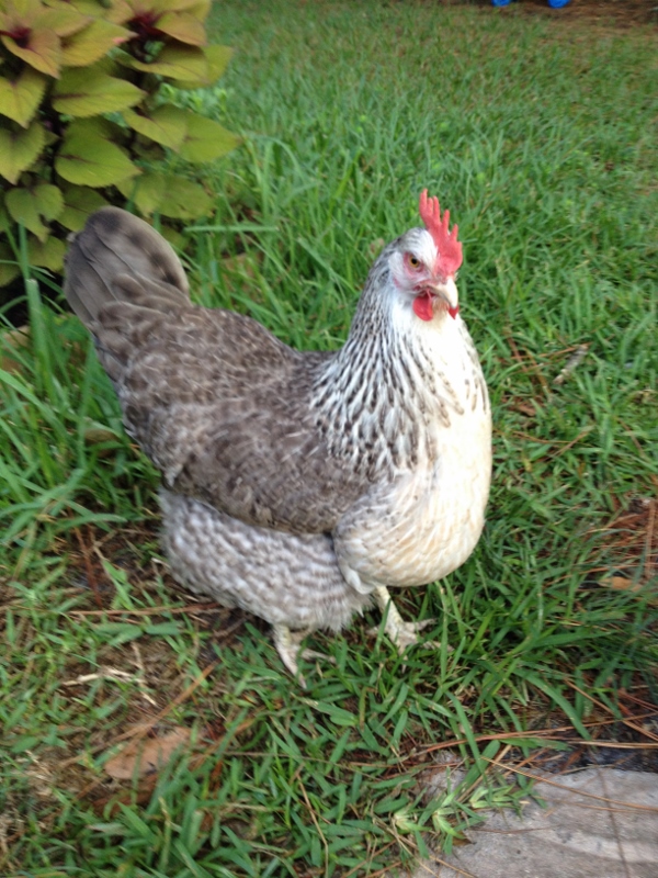 Pretty Paisley, Welbar