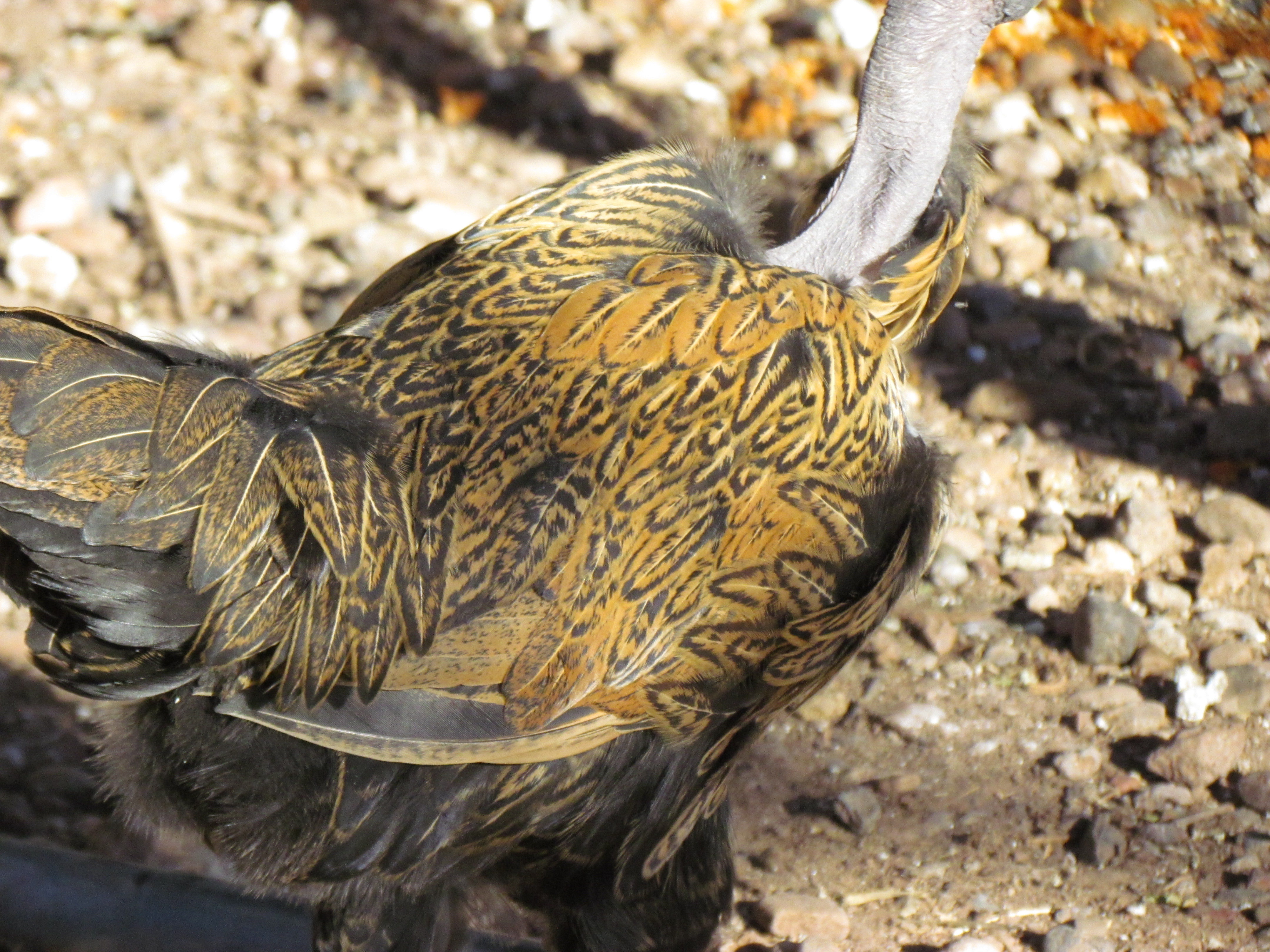 Pretty pattern on teen rooster