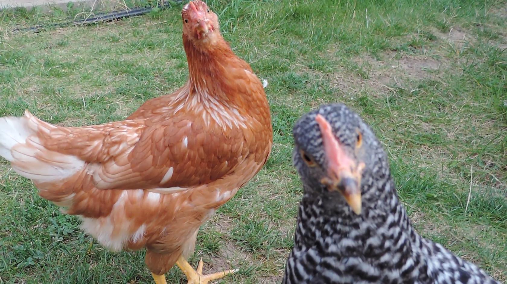 Pretty Prissy and Speckles!
