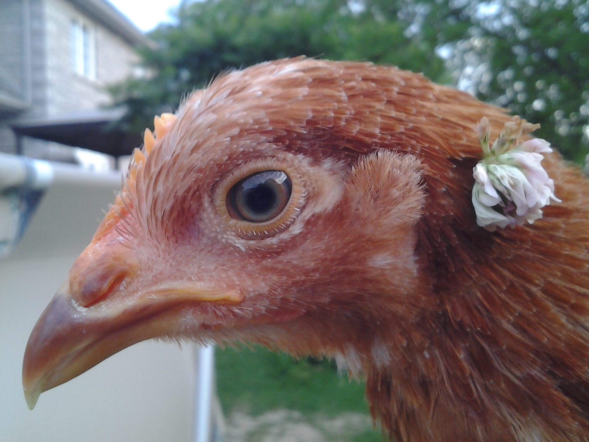 Pretty Prissy with a flower in her feathers!