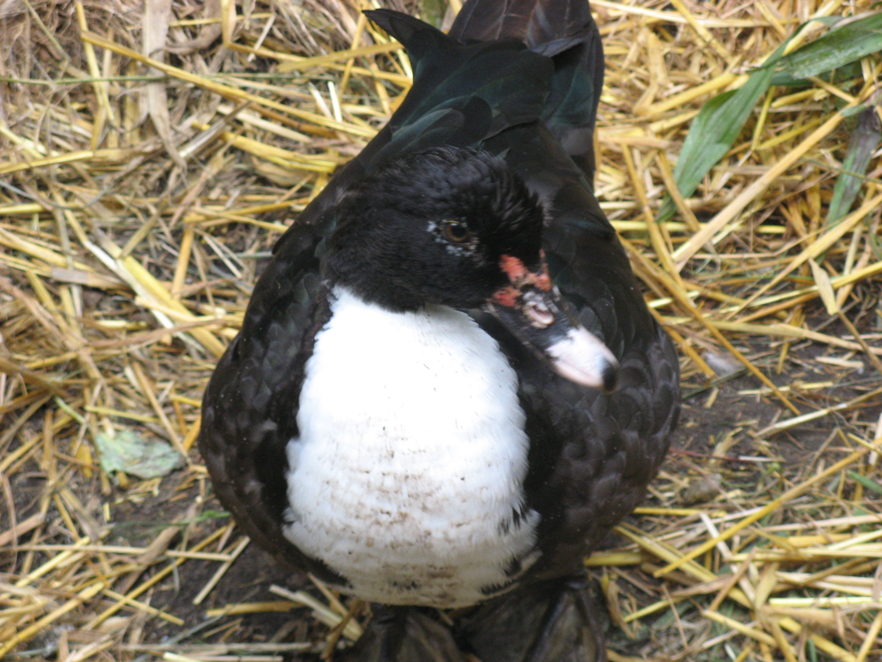 Pretty "Salt " again