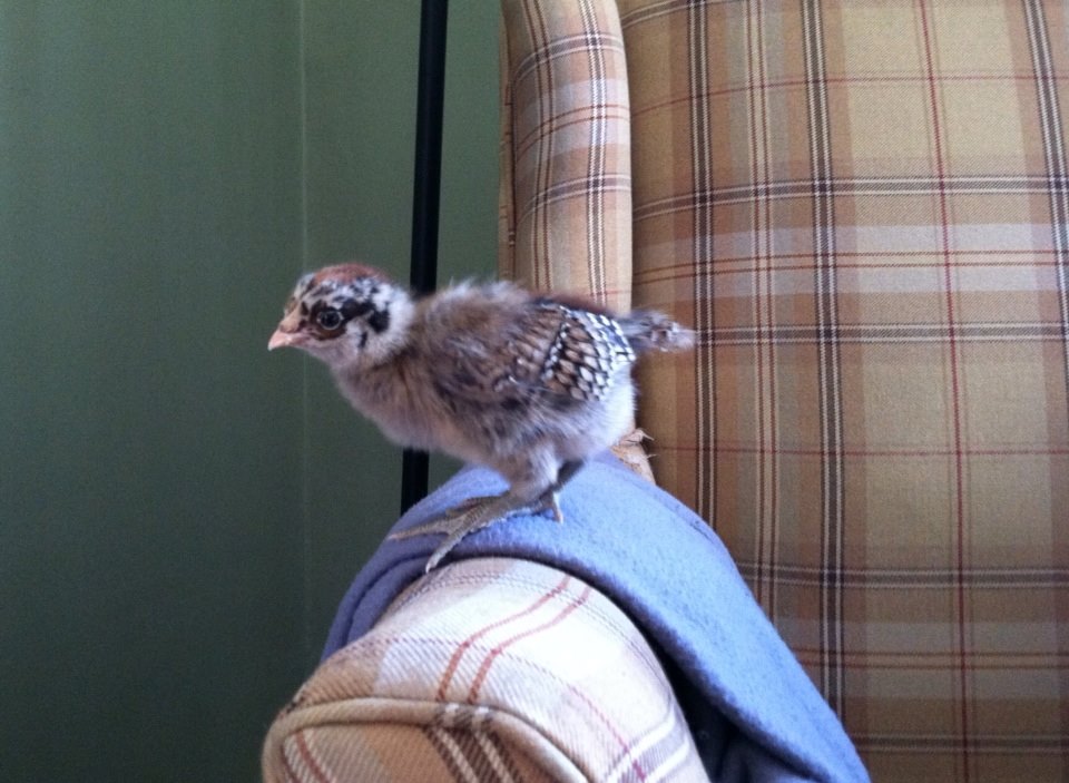 Pretty sparrow, the size of a robin