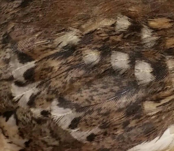 Pretty speckled feathers ;)