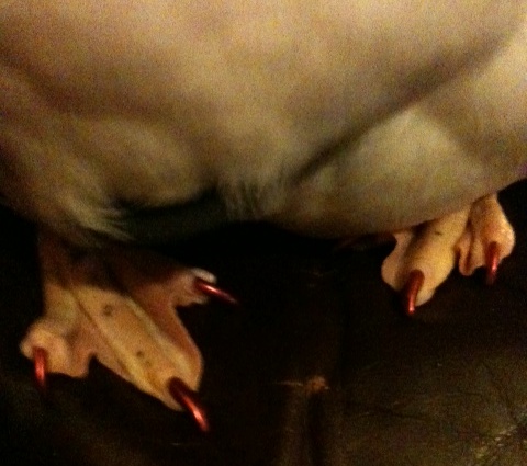 Pretty toes!