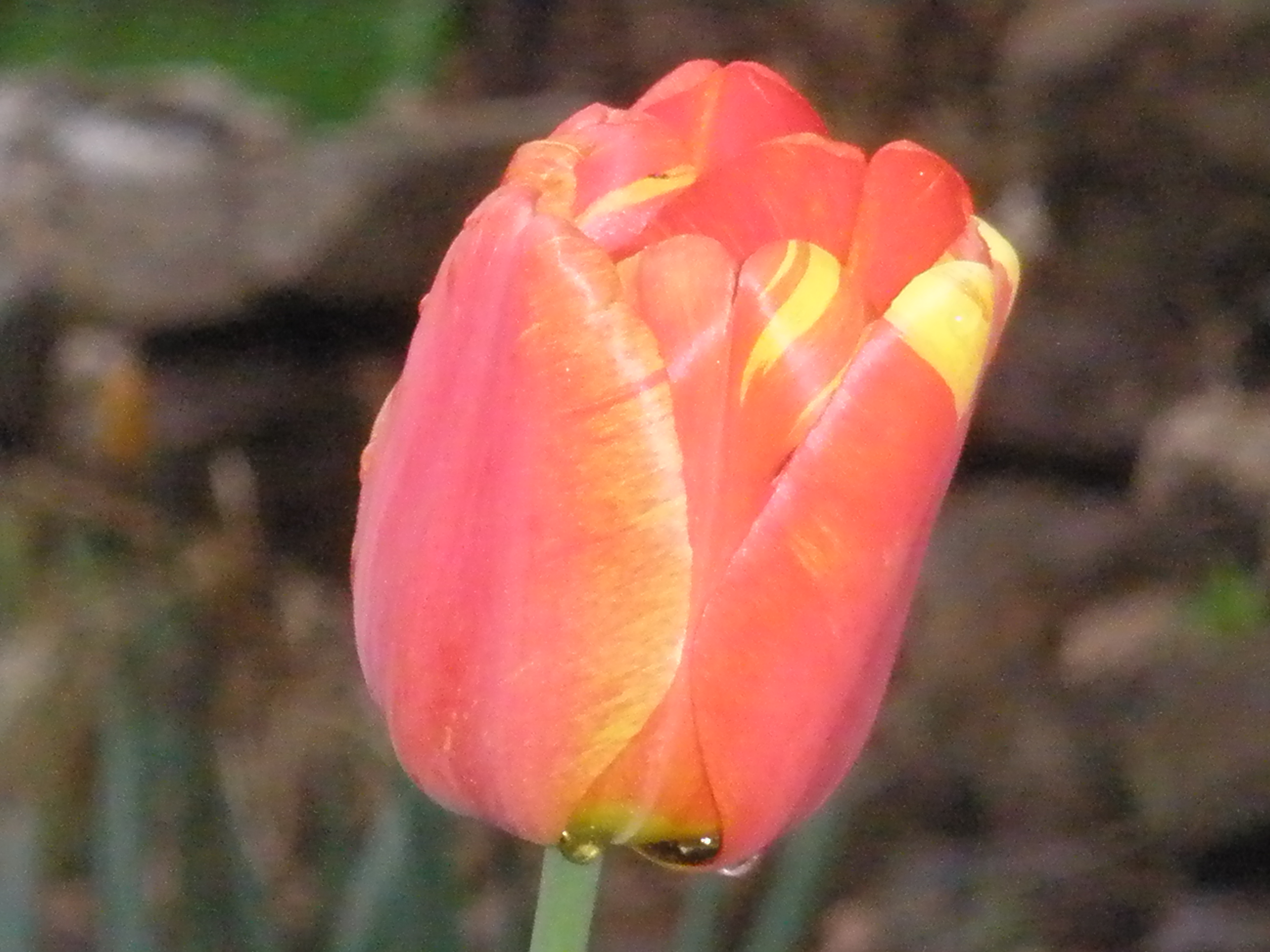 Pretty Tulip!