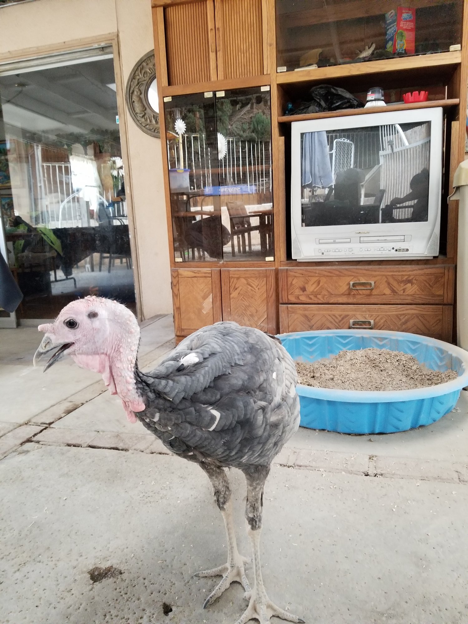 Preventing bugs in the feathers by taking dust baths
