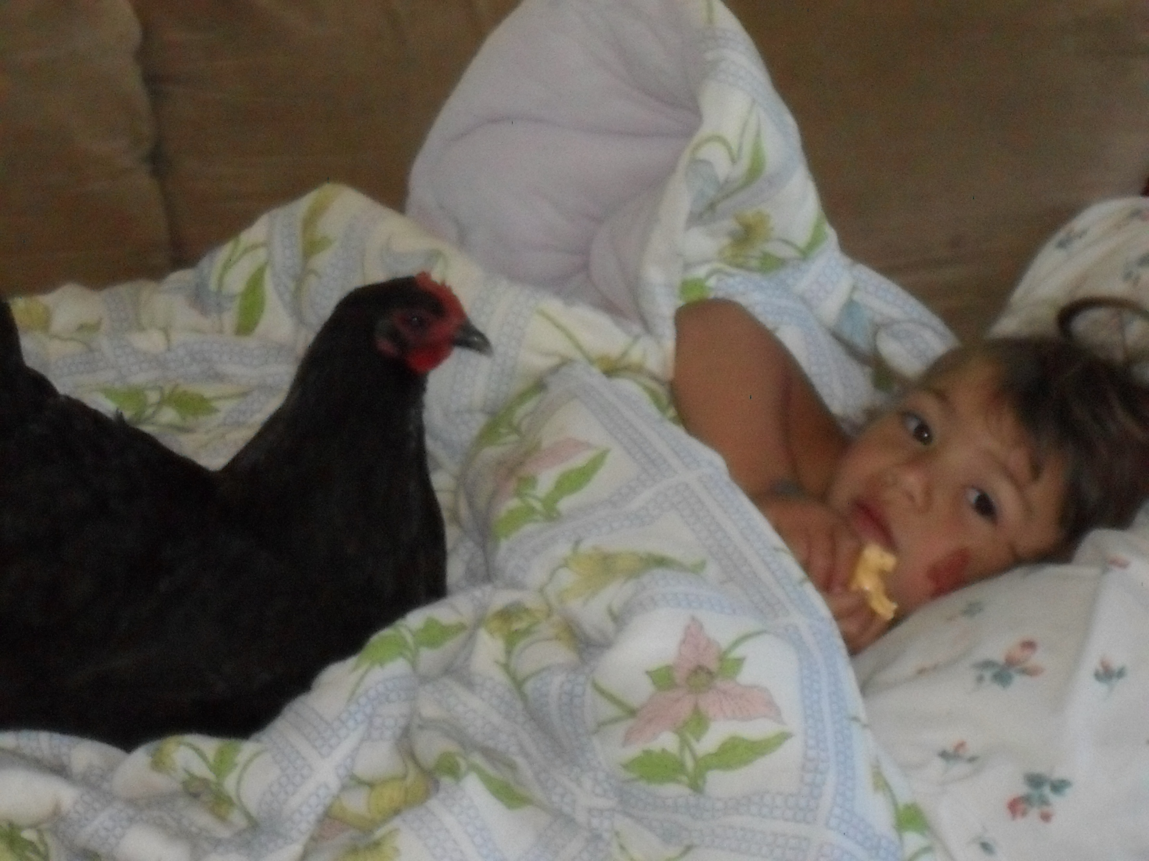Prici woke up to the hen laying an egg on her bed.