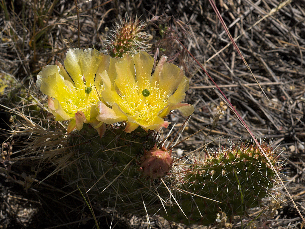 Prickly_pear_cactus_U6124009_06-12-2018-001