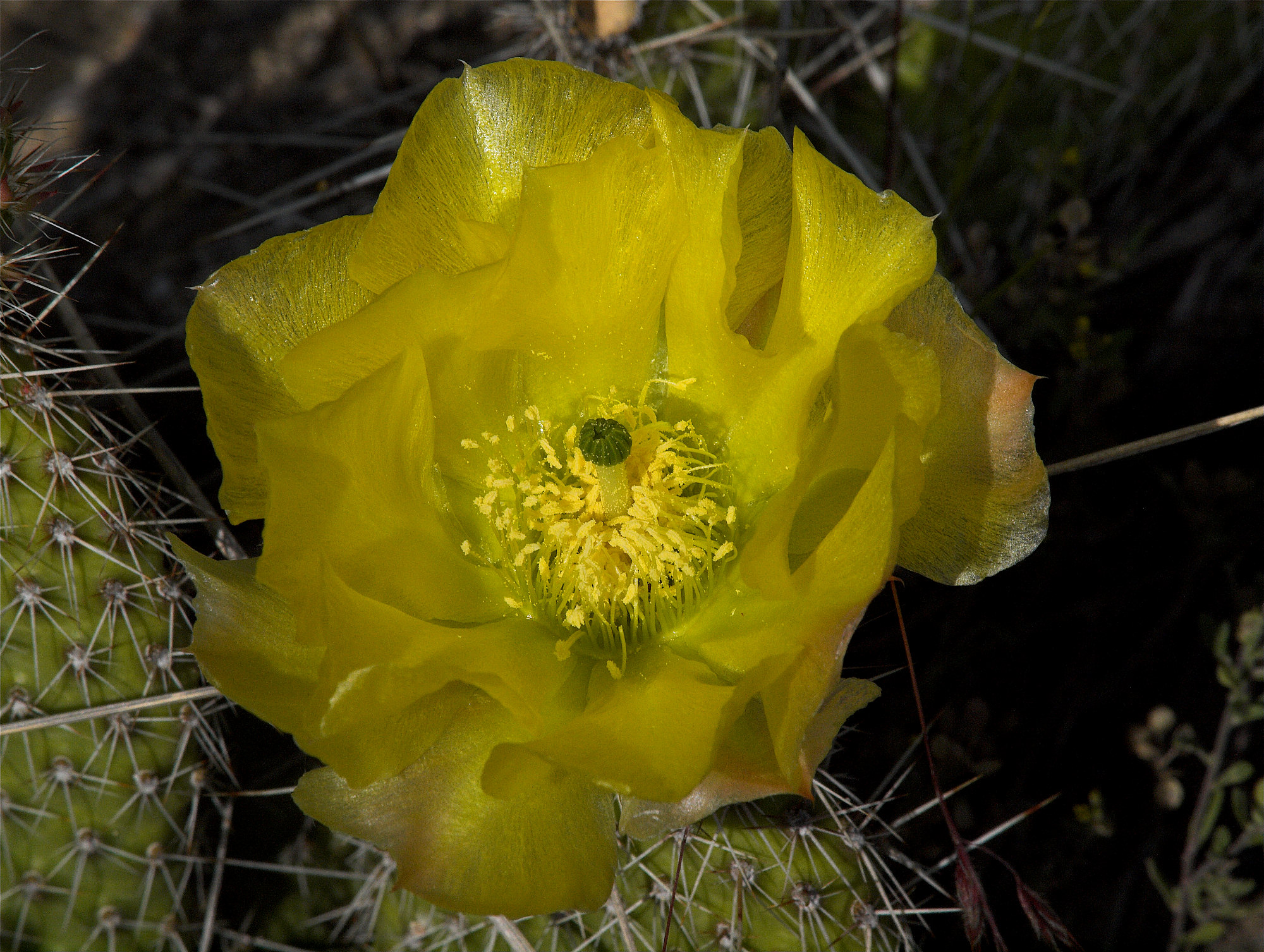 Prickly_pear_cactus_X6147770_06-14-2023-001.jpg