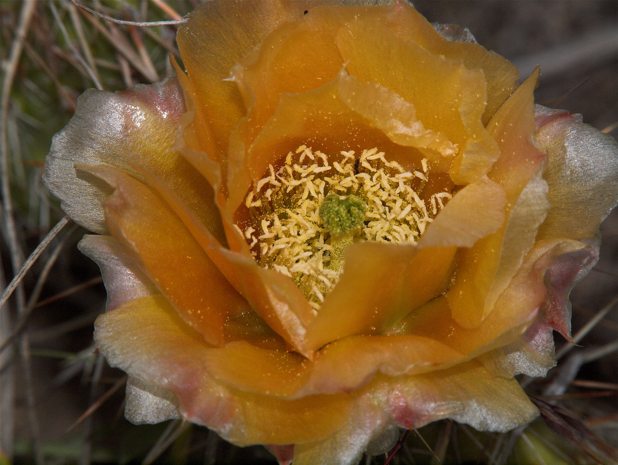 Prickly_pear_cactus_X6287816_06-28-2023-001.jpg