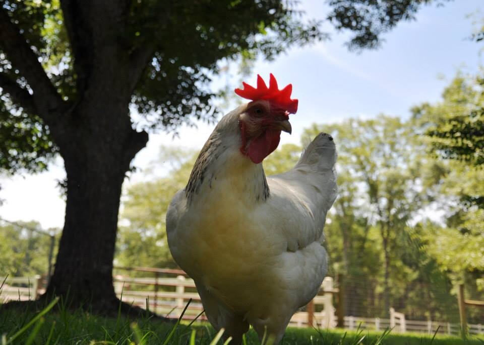 Prim; a Columbian Plymouth Rock. Joey's real mother.